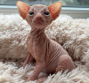 Photo №1. sphynx - à vendre en ville de West Palm Beach | 284€ | Annonce № 89625