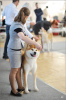Photo №2. Service d'accouplement akita (chien). Prix - 426€