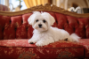 Photo №1. bichon maltais - à vendre en ville de Airlie Beach | Gratuit | Annonce №108700