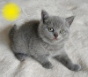 Photo №1. british shorthair - à vendre en ville de Berlin | négocié | Annonce № 87383