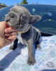 Photo №1. bouledogue - à vendre en ville de Helsinki | 450€ | Annonce №123821