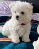 Photo №1. bichon maltais - à vendre en ville de Антверпен | Gratuit | Annonce №116294