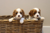 Photo №1. cavalier king charles spaniel - à vendre en ville de Denver | 284€ | Annonce №110704