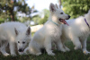 Photos supplémentaires: Chiots Berger Blanc Suisse à vendre