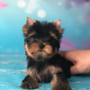 Photo №2 de l'annonce № 42916 de la vente yorkshire terrier - acheter à Allemagne annonce privée