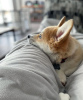 Photo №3. Chiot Welsh Corgi Pembroke mâle. Allemagne