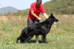 Photos supplémentaires: Chiots de berger allemand à poil long