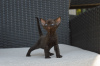 Photo №4. Je vais vendre devon rex en ville de Munich. annonce privée, éleveur - prix - 350€