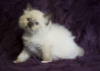 Photo №1. ragdoll - à vendre en ville de Франкфурт-на-Майне | Gratuit | Annonce № 103986