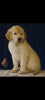 Photo №3. Chiot golden retriever. Fédération de Russie