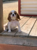 Photo №2 de l'annonce № 30133 de la vente cavalier king charles spaniel - acheter à La Grande-Bretagne annonce privée