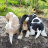 Photo №3. beagle. Allemagne