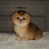 Photo №2 de l'annonce № 7958 de la vente chat chinchilla - acheter à Biélorussie annonce privée, éleveur