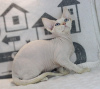 Photo №1. devon rex - à vendre en ville de Leicester | 250€ | Annonce № 123512