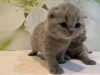 Photo №1. scottish fold - à vendre en ville de Мюнхен-Флугхафен | 380€ | Annonce № 118358