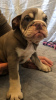 Photo №1. bulldog anglais - à vendre en ville de Butler | 379€ | Annonce №111117