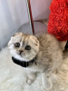 Photo №3. iloiset Scottish Fold -pennut, 10 viikkoa vanhat Pentumme lähtevät kotoa. La finlande