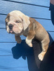 Photo №1. bulldog anglais - à vendre en ville de Boston | 360€ | Annonce №125629