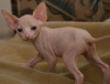 Photo №1. sphynx - à vendre en ville de Ringsted | négocié | Annonce № 58515