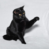 Photo №3. Bagheera et Rusya, deux chats noirs comme du charbon, cherchent un foyer. Fédération de Russie