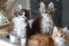 Photo №3. Des chatons Maine Coon vaccinés pour des foyers aimants. Pays Bas