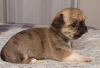 Photos supplémentaires: Chihuahua Mini Garçon Sable Rouge