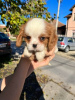 Photo №1. cavalier king charles spaniel - à vendre en ville de Zrenjanin | négocié | Annonce №82048