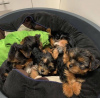 Photo №3. De jolis chiots Yorkshire Terrier vaccinés disponibles maintenant pour des. USA