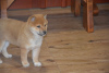 Photo №3. Beautiful shiba inu. Suède