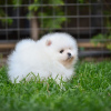 Photos supplémentaires: beaux chiots de Poméranie