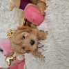 Photo №3. Maltipoo fb1 BellaQueen. Pologne