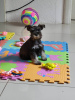 Photo №4. Je vais vendre schnauzer miniature en ville de Ruma. annonce privée - prix - négocié