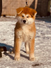 Photos supplémentaires: Chiots Akita Inu japonais