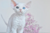 Photo №1. devon rex - à vendre en ville de Eindhoven | 2200€ | Annonce № 44543