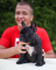 Photo №1. bouledogue - à vendre en ville de Lübeck | 360€ | Annonce №127369