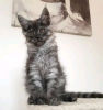 Photo №2 de l'annonce № 120849 de la vente maine coon - acheter à Allemagne annonce privée