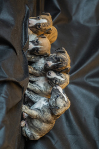 Photos supplémentaires: CHIOTS WHIPPET