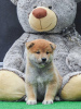 Photo №4. Je vais vendre shiba en ville de Zrenjanin.  - prix - 350€