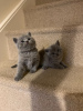 Photo №1. british shorthair - à vendre en ville de Berlin | 350€ | Annonce № 118349