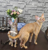 Photo №1. cornish rex - à vendre en ville de Гамбург | 200€ | Annonce № 123672