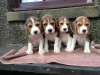Photo №1. beagle - à vendre en ville de Montpellier | 340€ | Annonce №31675