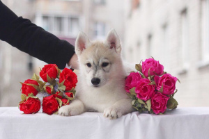 Photos supplémentaires: Des bébés Huskies Sibériens de race pure sont proposés à la vente.
