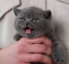 Photo №1. scottish fold - à vendre en ville de New york | 331€ | Annonce № 102294