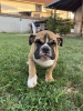 Photo №1. bulldog anglais - à vendre en ville de Belgrade | négocié | Annonce №113698