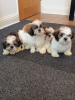 Photo №1. shih tzu - à vendre en ville de Paris | 284€ | Annonce №64069