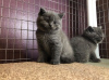 Photo №1. british shorthair - à vendre en ville de Berlin | négocié | Annonce № 74517