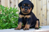 Photo №2 de l'annonce № 97241 de la vente rottweiler - acheter à Allemagne annonce privée, éleveur