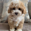 Photo №3. Beau jouet crème et abricot F1 Maltipoo Puppies. Allemagne