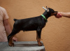 Photos supplémentaires: Chiots Dobermann