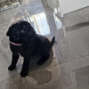 Photo №1. puggle - à vendre en ville de Berlin | 300€ | Annonce №90371